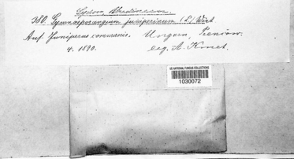 Gymnosporangium clavariiforme image